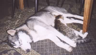 Aska i Milutin